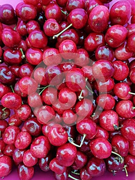 Sweet ripe red cherries with stalks close up