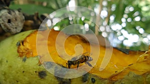 Sweet Ripen mango attrack bee interest photo