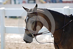 Sweet Roan Pony in a Horse Show Ring