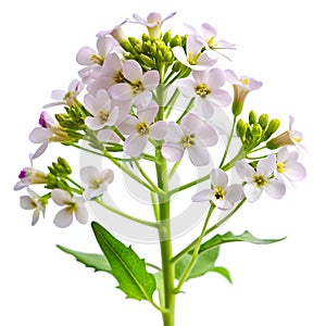 Sweet Rocket on white background