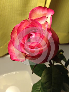 Sweet Rose