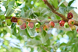 Sweet rose apple fruit