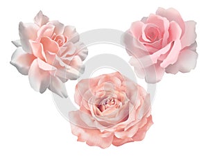 Sweet rose flower blooming set isolated collection