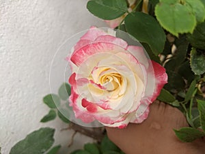 Sweet Rose for flower lover