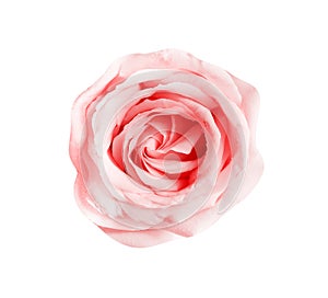 Sweet rose flower with water drops top view isolated on white background and clipping path