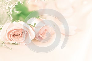 Sweet rose flowers for love romance background