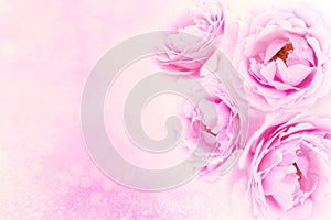 Sweet roses flower background in pink purple vintage color tone, romance floral design for valentine ,wedding cards with copy