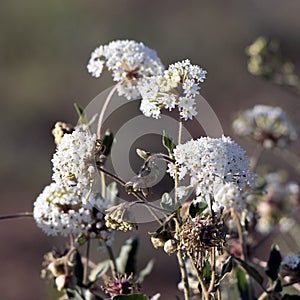 Sweet Sand Verbena wildflowers bear delicate white blossoms in New Mexico`s desert