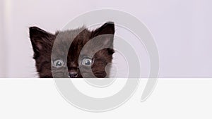 Sweet scared black kitten peeking out from behind the white banner