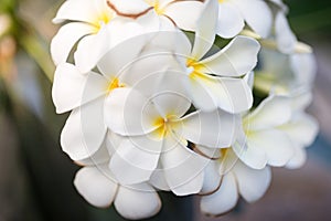 Sweet scent from white Plumeria flowers in the garden