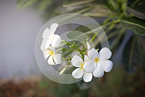 Sweet scent from white Plumeria flowers in the garden