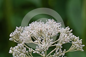 Sweet scented Joe-Pye weed Eupatorium maculatum Snowball bright white flowers