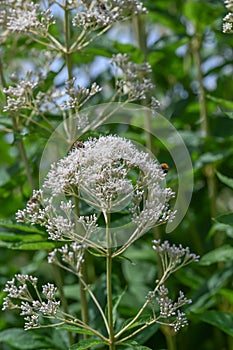 Sweet scented Joe-Pye weed Eupatorium maculatum Snowball budding white flowers