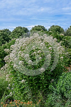Sweet scented Joe-Pye weed Eupatorium maculatum Snowball plants flowering in a garden