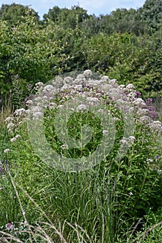 Sweet scented Joe-Pye weed Eupatorium maculatum Snowball white flowering plants