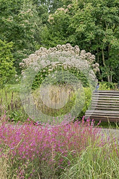 Sweet scented Joe-Pye weed Eupatorium maculatum Snowball, white flowering plants