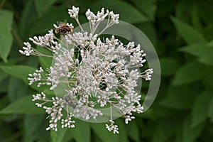 Sweet scented Joe-Pye weed Eupatorium maculatum Snowball, white flowers