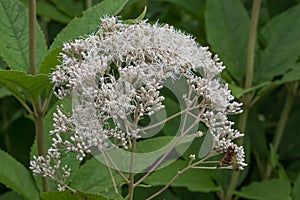 Sweet scented Joe-Pye weed Eupatorium maculatum Snowball, white flowers