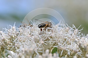 Sweet scented Joe-Pye weed Eupatorium maculatum Snowball white flowers with a honeybee