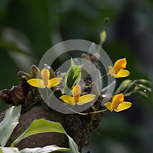 The Sweet Scented Lycaste