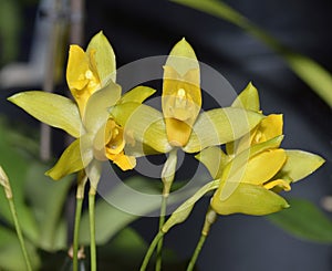 Sweet Scented Lycaste Orchid