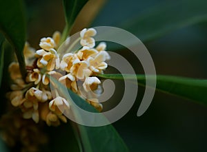 Sweet-scented osmanthus