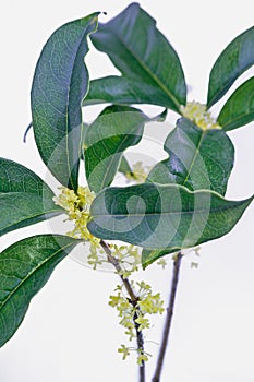 Sweet-scented osmanthus