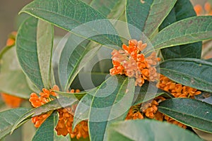 Sweet-scented osmanthus close-up