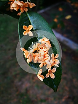 Sweet-scented osmanthus flower lying on the single leaf