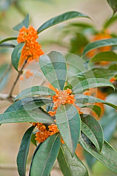 Sweet-scented osmanthus tree
