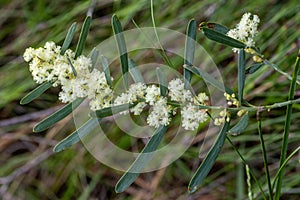 Sweet-scented Wattle