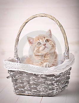 Sweet Scottish cream color kitty siting in a wicker basket. Portrait of a cat. Cat at home