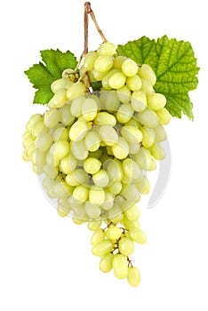 Sweet seedless green grapes on white