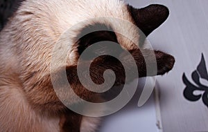 Sweet Siamese cat, washes his paw behind his ear against the backdrop of the room