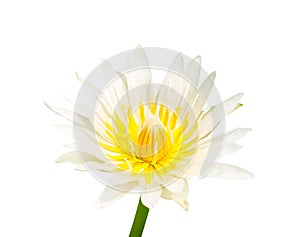 Sweet single lily lotus flowers white petal with colorful yellow pollen  blooming isolated on background with clipping path