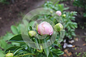 Sweet Sixteen. Peony in the garden. Shot of a peony in bloom works perfectly with the green background. Spring