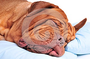 Sweet Sleeping Dog photo