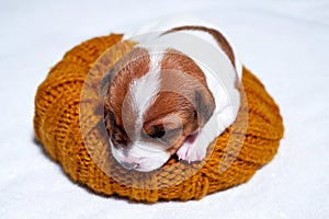 Sweet sleeping jack russell puppy on bed