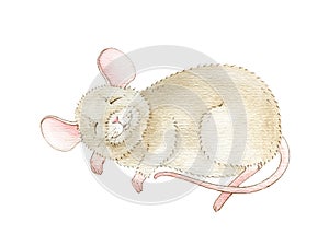 Sweet sleeping little mouse watercolor illustration. Small cartoon mousy hand drawn image. Sleepy cute mouse image isolated on whi