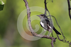 Sweet Small Wild Indian Bird