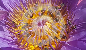 A sweet smell of flower