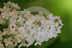 The sweet smell of spring