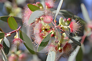 sweet and spicy scents of eucalyptus flowers mingling with other floral notes