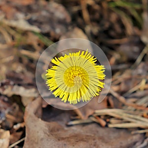 Sweet spring flowering coltsfoot