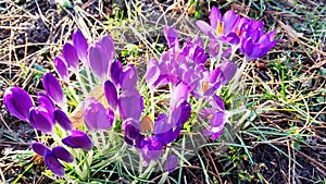 Sweet Spring Flowers Violet Crocuses Blooms
