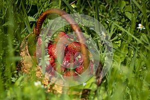 Sweet Strawberry Basket on Green Grass. Organic