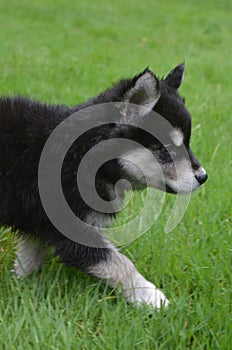 Sweet Strutting Alusky Pup Walking Through Green Grass