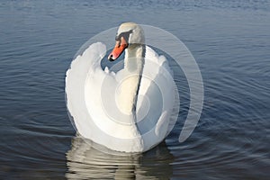 sweet swan nature world water lake bird