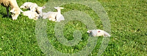 Sweet swiss lambs and sheep slumber in the sun on a green meadow for easter cards