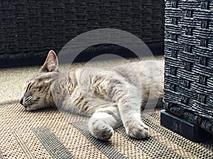 Scacchi gatto dormire sul iuta tappeto 